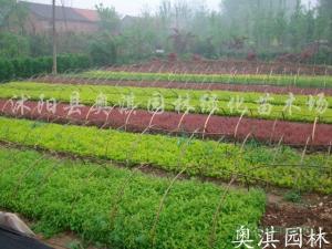 海南园林绿化苗木基地 海南园林绿化苗木基地--第1张