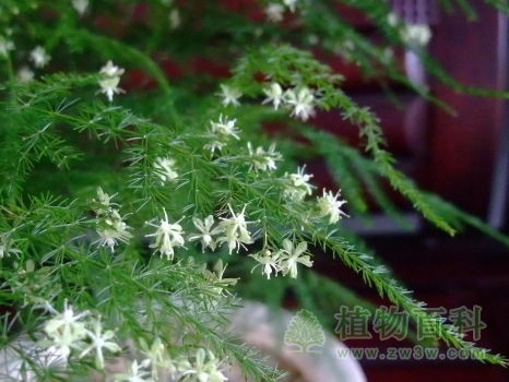 文竹开花吗图片 文竹开花吗？图片--第1张