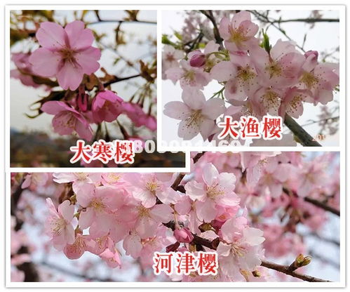 全球花木网官网下载 全球花木网官网下载--第1张
