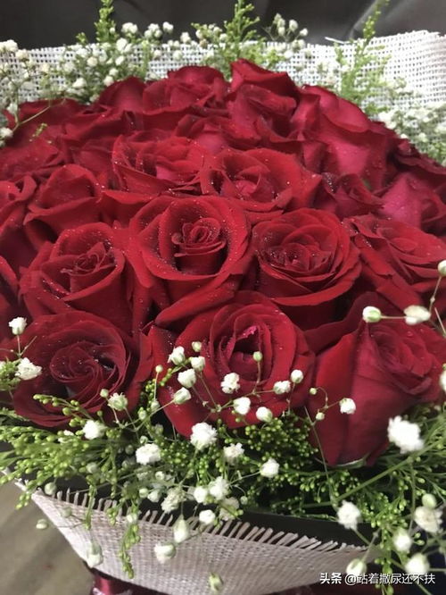 33朵玫瑰花数量的含义 33朵玫瑰花数量的含义--第1张