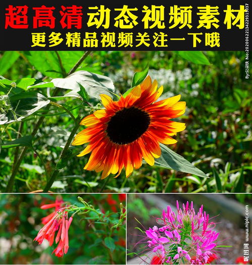 在春天开的花有哪些 名字 ，春日繁花，那些在春天盛开的美丽花朵--第1张