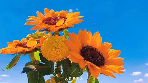 向日葵花语 入目无他人 四下皆是你 入目无他人，四下皆是你--第1张