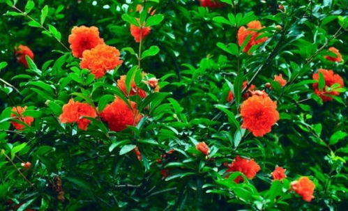 什么花在夏天开 什么花在夏天开--第1张