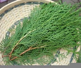 侧柏叶的功效与主治 侧柏叶的功效与主治--第1张