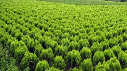 北方苗木直卖网 北方苗木直卖网——一站式采购，优质苗木的理想选择--第1张