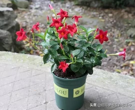 重阳木花 重阳木花的奇妙世界--第1张