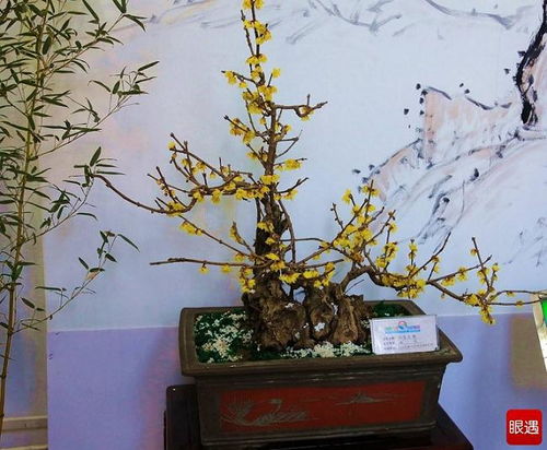 腊梅为什么不能在家里养 腊梅为什么不能在家里养--第1张