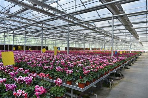 中国花卉报社长 中国花卉报社长，引领行业发展的领航者--第1张
