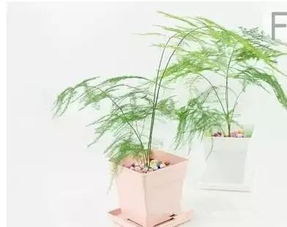 文竹开花寓意什么兆头风水 文竹开花寓意什么兆头风水--第1张