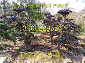 红花继木造型树 红花继木造型树--第1张