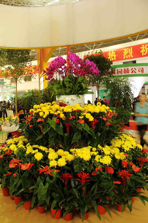 中国苗木花卉网 中国苗木花卉网——一站式苗木花卉交易平台--第1张