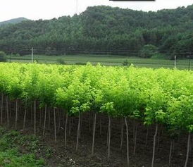 中国花木网怎么样? 中国花木网——一站式花卉苗木交易平台--第1张