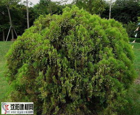 千头柏图片 千头柏图片，自然之美与艺术之韵的完美结合--第1张
