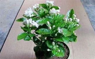 茉莉花的家庭养殖方法 茉莉花的家庭养殖方法--第1张