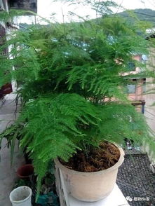 文竹开花结果是怎么回事 文竹开花结果之谜--第1张