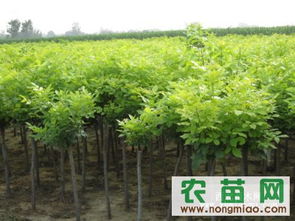 绿化苗木表图片大全 绿化苗木表图片大全——精选植物选择指南--第1张