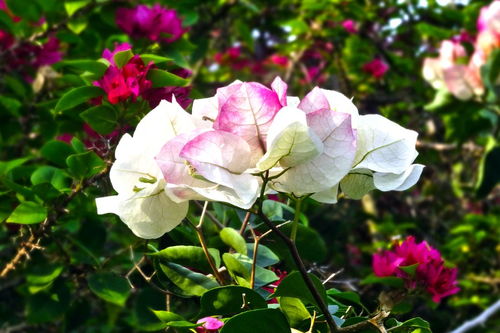 木槿花西月锦绣结局解析 木槿花西月锦绣结局解析--第1张