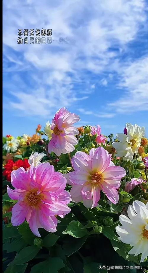 傲雪鲜花速递 傲雪鲜花速递，传递温暖，传递爱--第1张