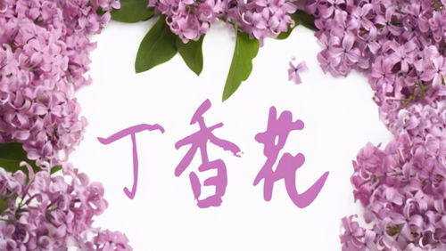 丁香花歌词背后的故事 丁香花歌词背后的故事--第1张