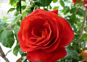 月季花代表什么含义 月季花代表什么含义--第1张