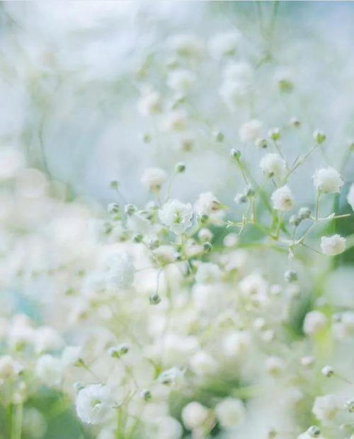 蓝色满天星花语是什么意思 蓝色满天星的花语，无尽的思念与浪漫--第1张