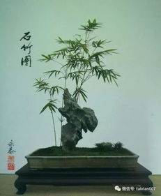 金镶玉竹盆栽方法 金镶玉竹盆栽方法--第1张
