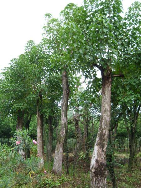 重阳木果实可食用吗 重阳木果实可食用吗--第1张
