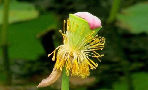 花语最虐心的花 花语最虐心的花--第1张