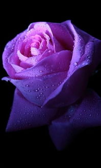 各种玫瑰花颜色的图片和名称 各种玫瑰花颜色的图片和名称--第1张