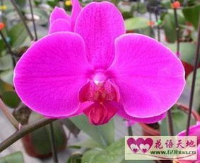 蝴蝶兰花语是什么 蝴蝶兰花语--第1张