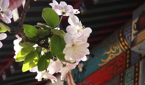形容海棠花的优美句子古风 花中神仙--第1张