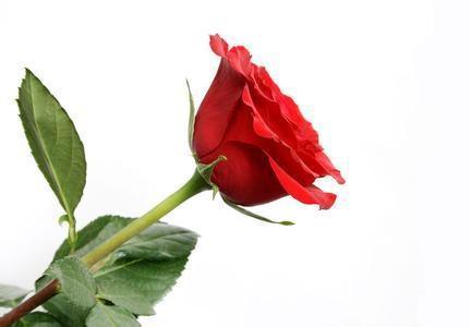 一支玫瑰花代表着什么 一支玫瑰花代表着什么--第1张