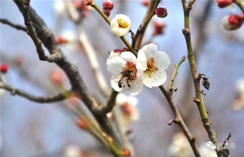 梅花什么时候开 梅花什么时候开--第1张