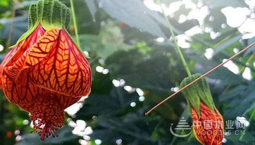 金铃花的养殖方法 金铃花的养殖方法--第1张