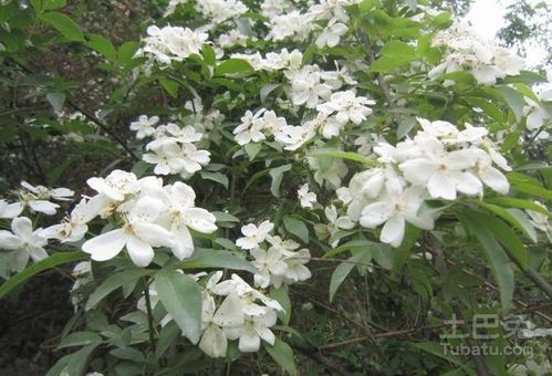 七里香花的养殖方法 七里香花的养殖方法--第1张