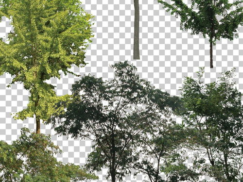 绿化景观树大全 绿化景观树大全--第1张