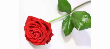 花图片玫瑰花 玫瑰花的美丽与魅力——花图片中的瑰丽之花--第1张