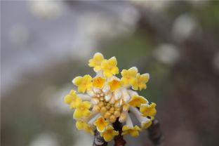 结香花语是什么意思 结香花语--第1张