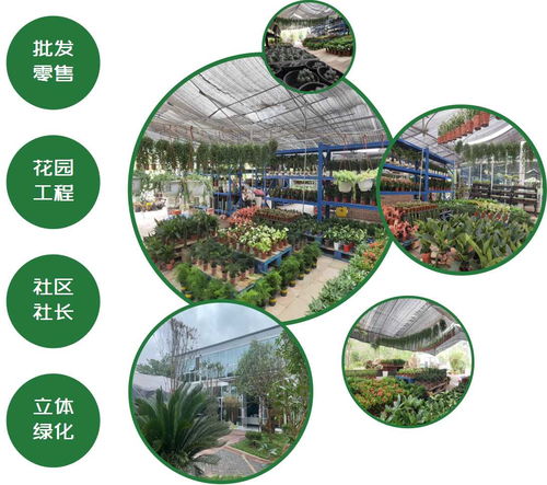 求购树苗网 求购树苗网——一站式树苗采购平台--第1张
