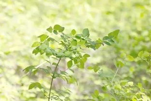 每种植物的传播方式 每种植物的传播方式--第1张