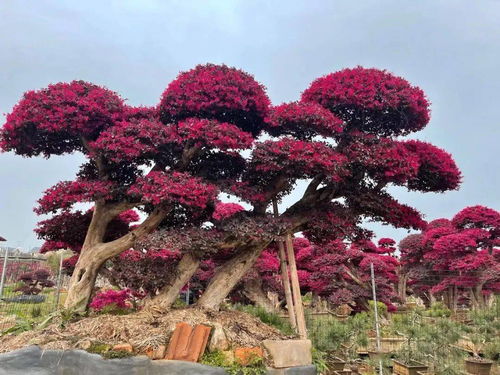 中华花木网 中华花木网，花卉行业的数字化新篇章--第1张