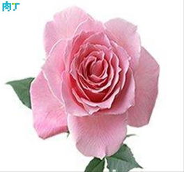 玫瑰花的花语怎么写 玫瑰花的花语--第1张