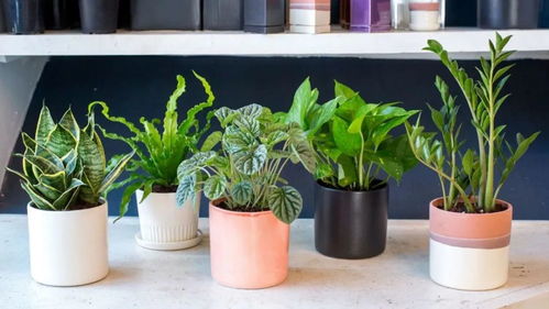 室内观赏植物100种 室内观赏植物100种--第1张