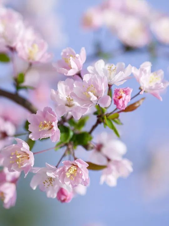 花叶蔓长春花 花叶蔓长春花--第1张