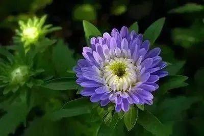 一百种花的花语 一百种花的花语--第1张