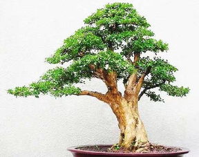 四季桂花树盆栽怎么养 四季桂花树盆栽的养护技巧--第1张