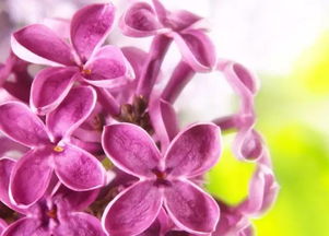 丁香花是什么颜色 丁香花是什么颜色--第1张