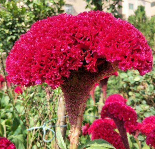 300种花的名字 探寻300种花的名字--第1张