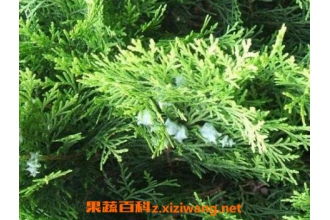 侧柏叶洗头 侧柏叶洗头，神奇的天然护发秘诀--第1张
