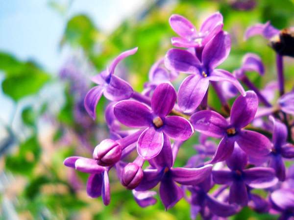 丁香花简介 丁香花简介--第1张